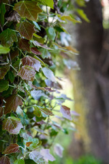 тополь,poplar,