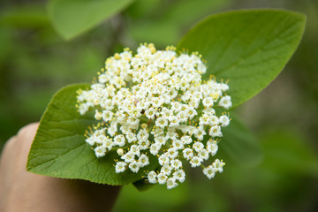 white flower in tree in nature