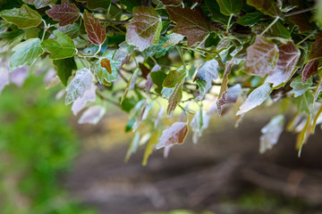 тополь,poplar,