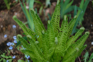 fern in the forest