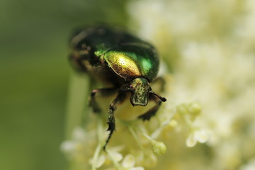 Cetonia aurata im Sonnenschein, Käfer, gold, glänzend, grün, schimmern