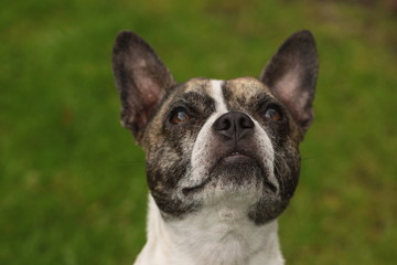 Head of a Chibull, cross between French bulldog and chihuahua. 