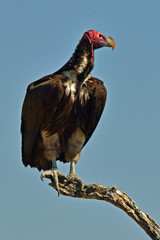 Vulture