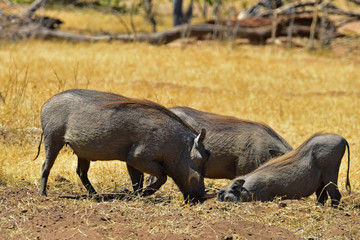Warthogs