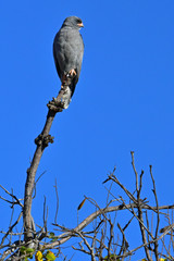 Goshawks