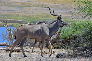 Kudu