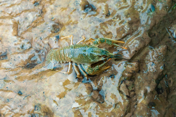 young crayfish (Astacus astacus) sitting in shallow water