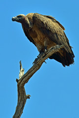 Vulture