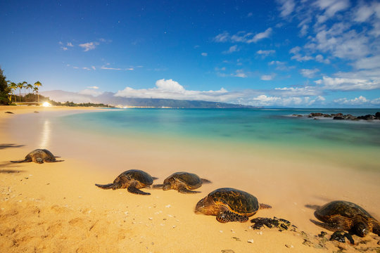 Greenback Turtles (Chelonia Mydas) On Baldwin Beach, Maui Island, Hawaii, United States Of America, North America