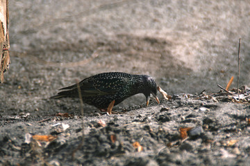 Fototapeta na wymiar Black starling looking for food