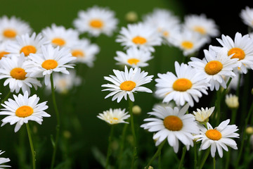 Fototapeta premium Daisy Flowers in Grayson, GA
