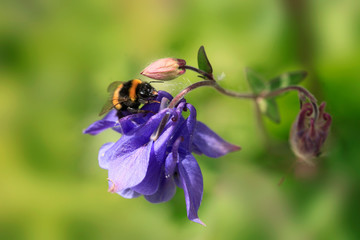 Bee flying over flower in garden