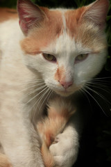 Cute fluffy cat in spring garden