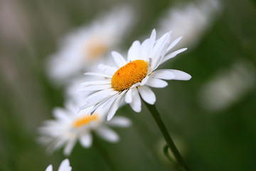 Fototapeta premium Daisy Flowers in Grayson, GA