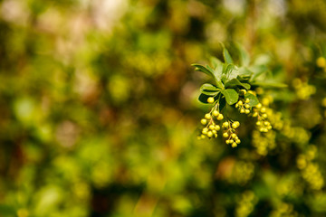 кусты,bushes,
