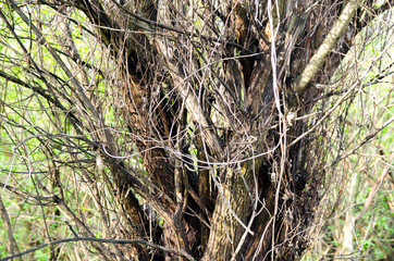 Russian green forest with old trees covered by moss