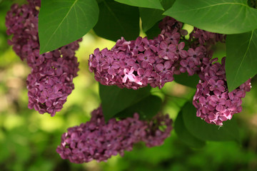 Purple lilac in spring garden