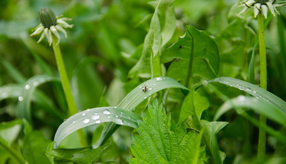 Green grass with dew drops