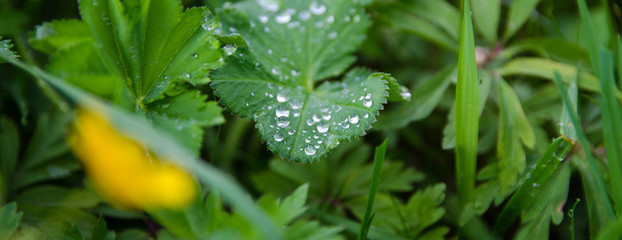 Green grass with dew drops