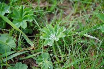 Green grass with dew drops