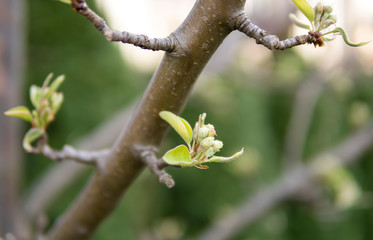 detail of buds of apple tree