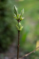 detail of small leaves