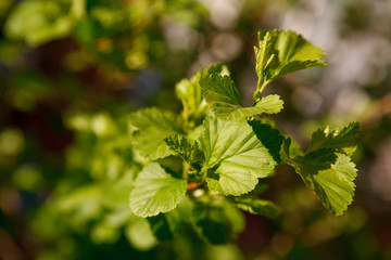 Fototapeta premium кусты,bushes,