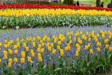 Fototapeta premium Beautiful colorful tulips in the garden. Netherlands