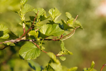 кусты,bushes,
