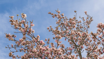 magnolia flowers growing on a tree