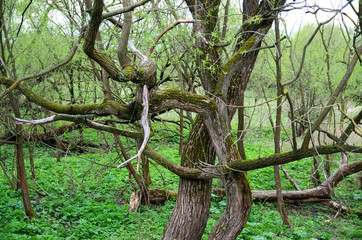 Russian green forest with old trees covered by moss