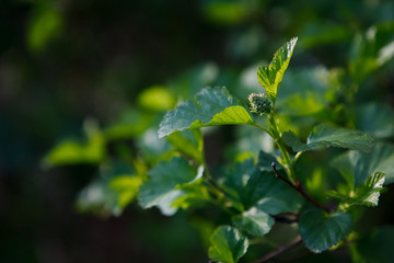 кусты,bushes,
