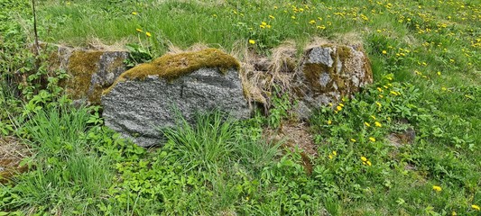 Close up view of huge rock covered with green moss on tall forest trees background.