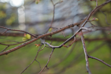 липа,Linden,tree, nature, branch, spring, winter, snow, branches, white, plant, green, cold, sky, season, flora, frost, ice, forest, blue, rain, leaf, wire, autumn, barbed, garden