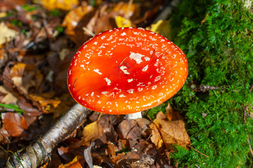 Natural fall landscape with poisonous mushroom Fly amanita. Toxic and hallucinogen mushroom Fly Agaric in grass on autumn forest background. Red Amanita Muscaria fungus macro close up