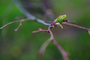 распускающая листья липа,leafy linden tree,nature, insect, green, macro, leaf, bug, animal, spring, plant, closeup, leaves, wildlife, grasshopper, branch, tree, flower, fly, beetle, insects, close-up,