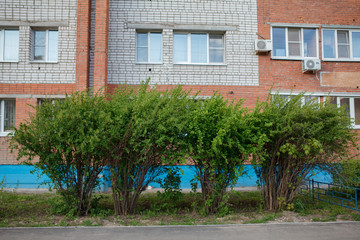 кусты,bushes,
