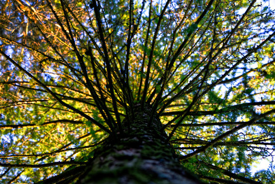 spruce crown © MaHubert