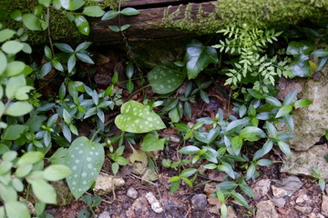 undergrowth 