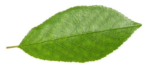 green cherry leaf isolated on white background