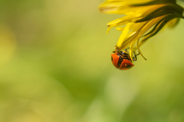 Fototapeta premium ladybug on a flower