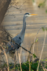 great blue heron
