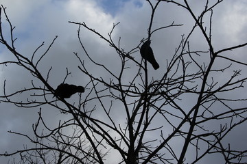 Crows in a tree