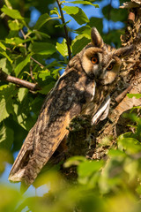 Adult Long Eared Owl camouflaged in birch tree looking at camera with orange eyes