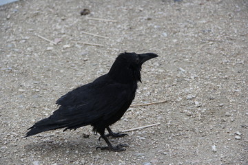 Crow