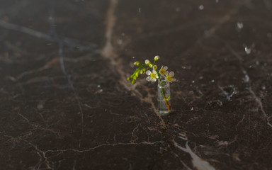 mini bouquet of cherry trees in a small flask vase in the rain on a dark marble table, the concept of relaxation and meditation