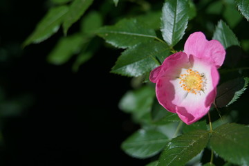 Rosa canina Hagebutten Hecken Rosen Blüte im Detail