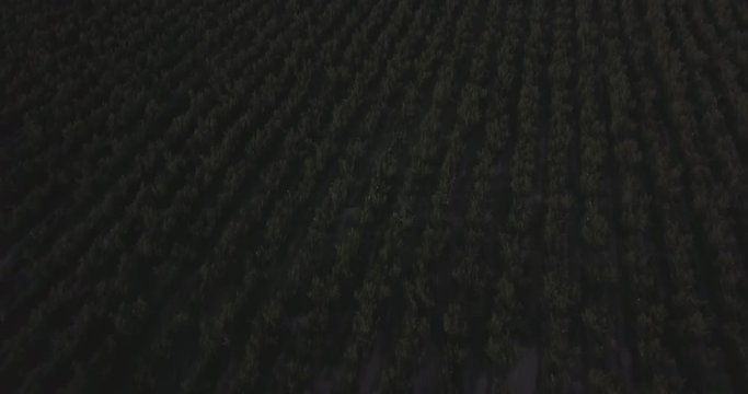 Ungraded, Tilt up aerial flight above plantation revealing beautiful Cordillera de los Andes at golden hour. Drone, 4K. 
Valle de Uco, Tupungato, Mendoza, Patagonia, Argentina