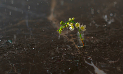 mini bouquet of cherry trees in a small flask vase in the rain on a dark marble table, the concept of relaxation and meditation