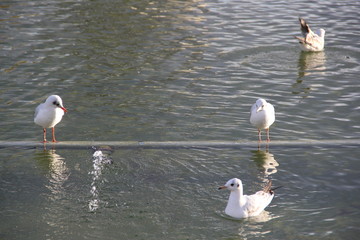 Bathing birds
